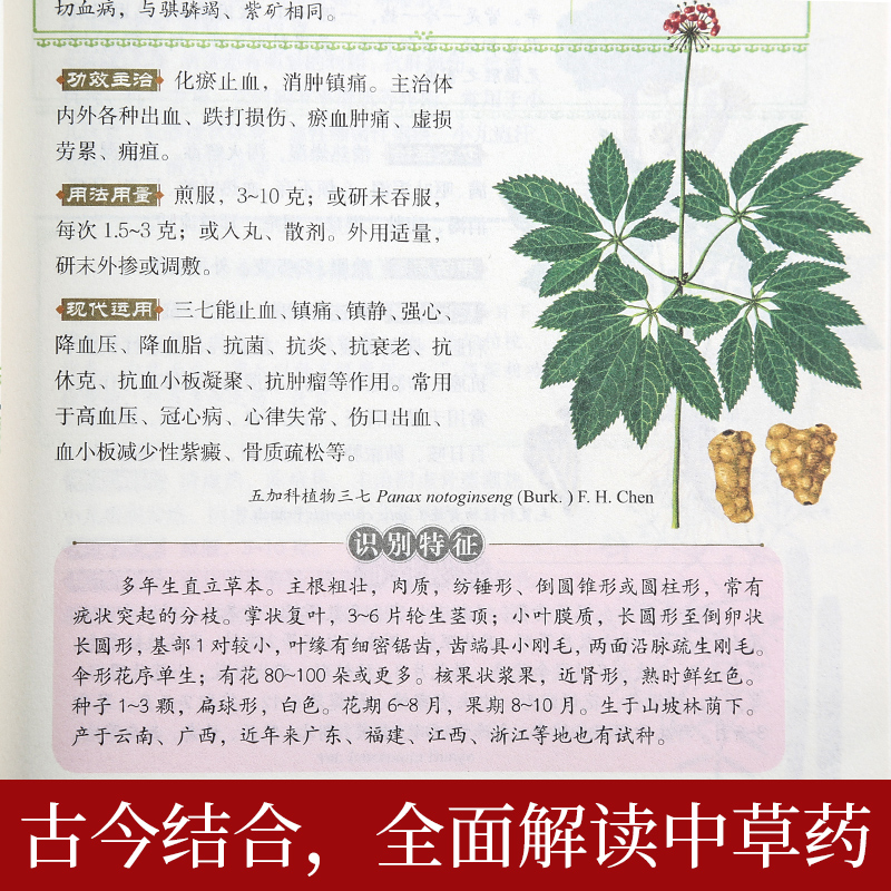 本草纲目 千金方【2册】中医养生书籍大全 中医基础理论 中药学中药材