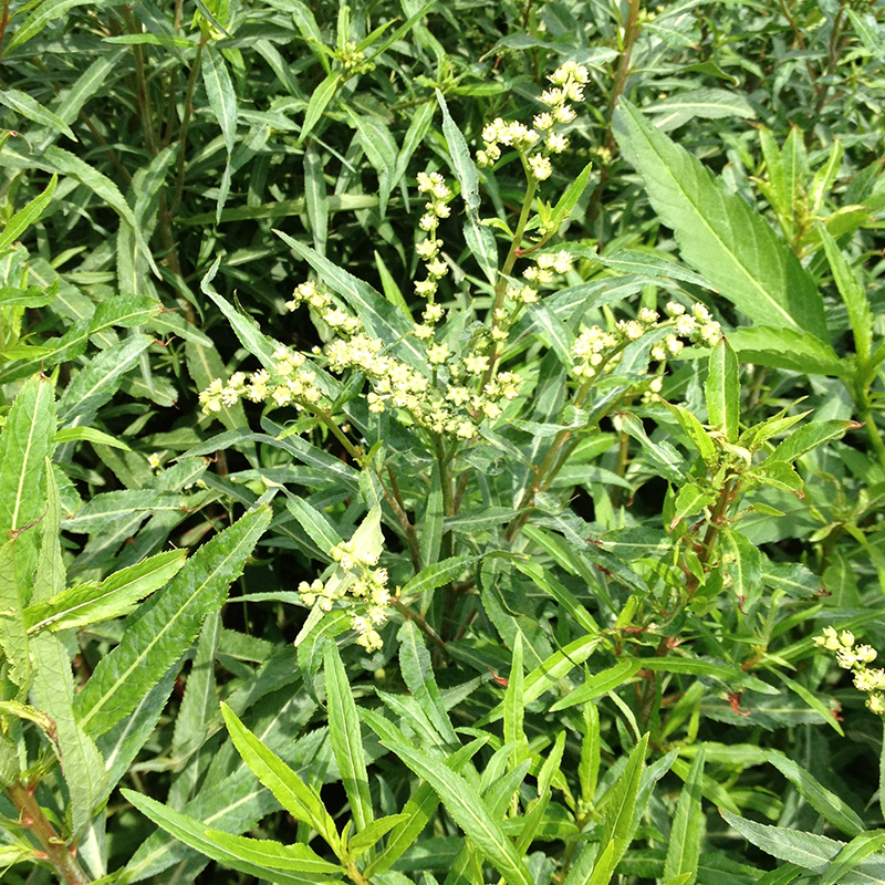 古蔺赶黄草花熬夜肝火旺泡水喝的茶益养肝茶