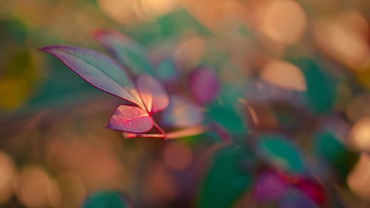 巴拉说过话 商品图0