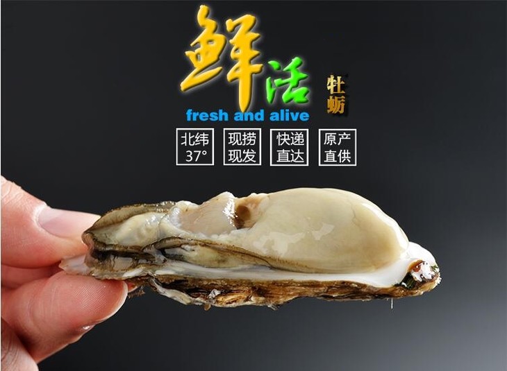 【肥美生蚝】乳山牡蛎 鲜活现捞 肥度高,肉质好,味道鲜 随箱赠送开蚝