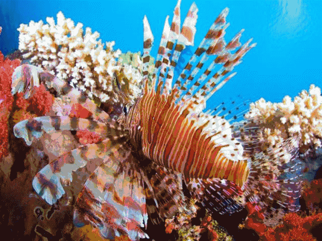 水族馆 不可错过的风景, 简直是 海底的世外桃源, 超多鱼儿在珊瑚海