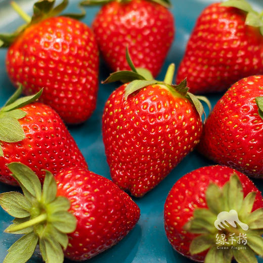 有机草莓罐头 | 绿家自产*Organic strawberry can | Self-production 商品图3