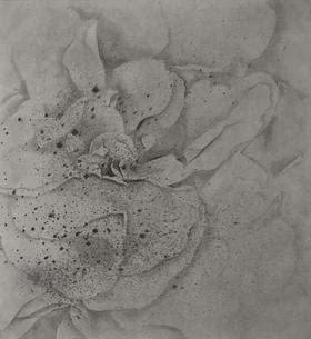 叶顺 | 山茶花13