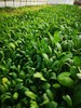 菜苔 商品缩略图4