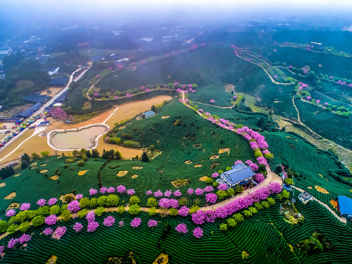 闽南春色5日游【连续三期】大陆阿里山 永福樱花园—客家土楼—云水谣