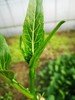 菜苔 商品缩略图2