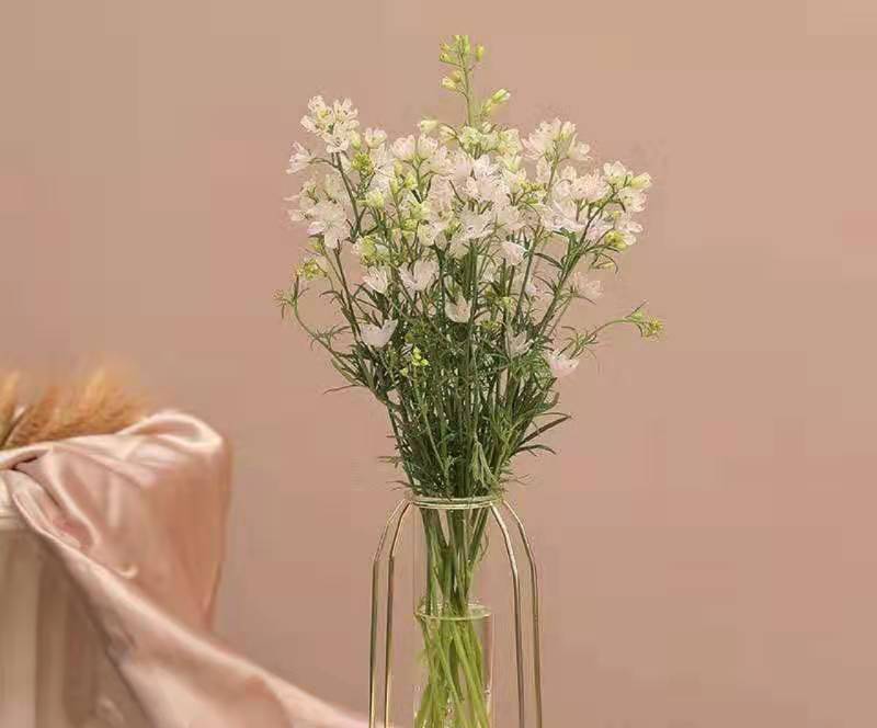 多头千鸟~小飞燕 花苞多