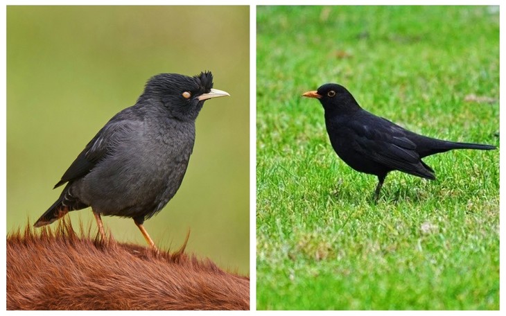 八哥与乌鸫同为黑色系的鸟,仔细观察你能发现它们的不同吗?