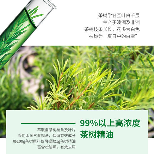 植树澳洲茶树洗发水——植物养头皮，对抗头皮屑 商品图3
