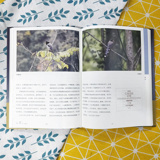 一鸟一世界：鸟国奇趣之旅 商品图3