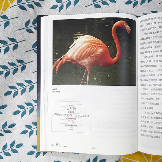 一鸟一世界：鸟国奇趣之旅 商品图4