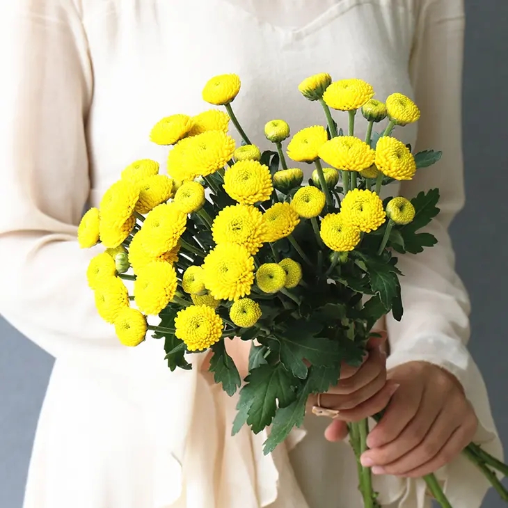 【预售】小雏菊/1束(6枝)