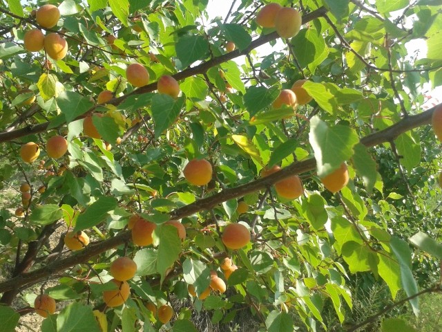 炒甜杏仁 | 个头饱满味道甜 |公平贸易| fried sweet