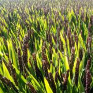 【发货时间待定】新疆察布查尔野米茶 泡煮皆可（满送哦） 商品图0