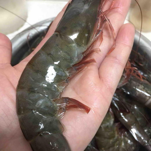 马来虾皇1.5kg，活冻生虾🦐个头超大有一只手掌大，味鲜嫩弹，壳薄虾肥，只卖虾不卖冰渣 商品图1