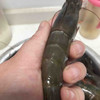 马来虾皇1.5kg，活冻生虾🦐个头超大有一只手掌大，味鲜嫩弹，壳薄虾肥，只卖虾不卖冰渣 商品缩略图0