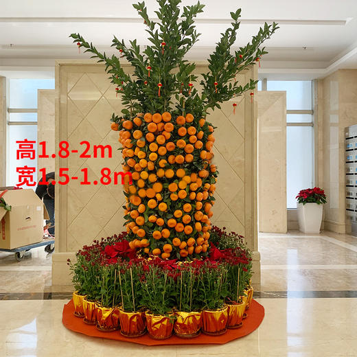 大型年桔朱砂橘金桔金橘盆栽组合-公司门口大厅别墅春节年宵年会装扮喜庆送货上门 商品图4