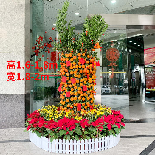 大型年桔朱砂橘金桔金橘盆栽组合-公司门口大厅别墅春节年宵年会装扮喜庆送货上门 商品图3
