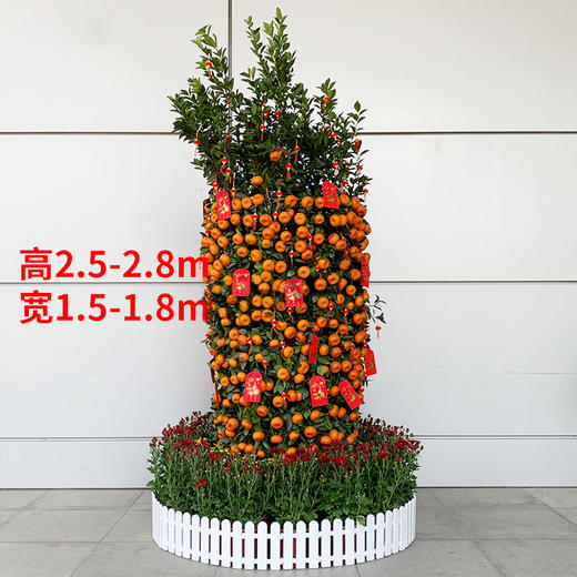 大型年桔朱砂橘金桔金橘盆栽组合-公司门口大厅别墅春节年宵年会装扮喜庆送货上门 商品图5