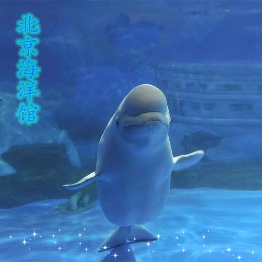 北京海洋馆+动物园门票 商品图0
