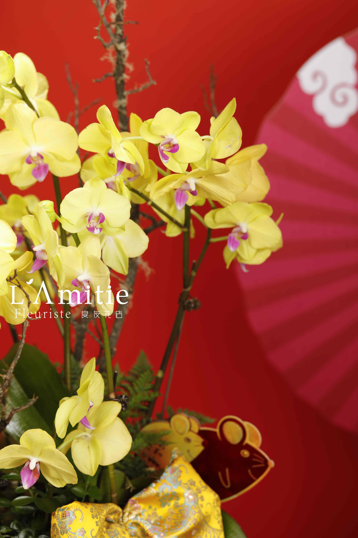 2020超火年宵花——堂前飞燕