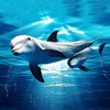 上海海昌海洋公园 商品缩略图1
