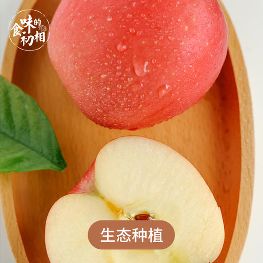 食味推荐 威海宫藤红富士苹果 生态种植 果肉香脆汁水多4.5～6.8斤 包邮 商品图4