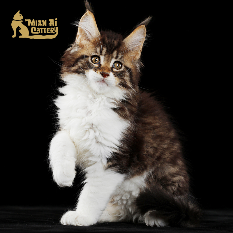 caac缅爱猫舍缅因库恩猫纯种猫宠物猫咪活体缅因猫幼