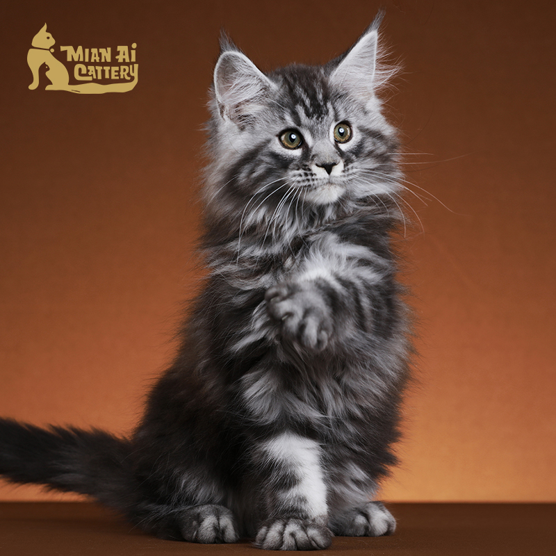 caac缅爱猫舍缅因库恩猫纯种猫宠物猫咪活体缅因猫幼