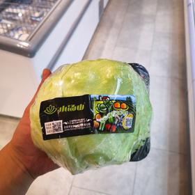 小汤山结球生菜