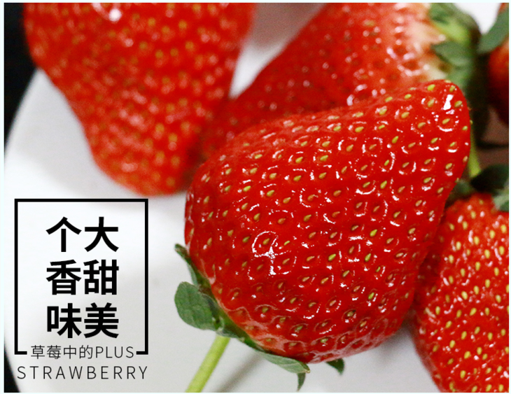 辽宁丹东红颜99草莓北纬40度草莓黄金生长带当日采摘自然种植无农残