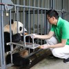 都江堰大熊猫基地熊猫铲屎官饲养员志愿者体验一日游（ 0距离接触+2次爱心喂食+1对1专车接） 商品缩略图2