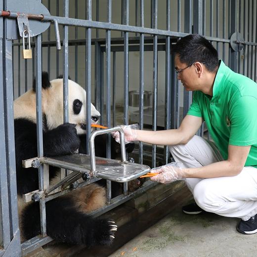 都江堰大熊猫基地熊猫铲屎官饲养员志愿者体验一日游（ 0距离接触+2次爱心喂食+1对1专车接） 商品图2