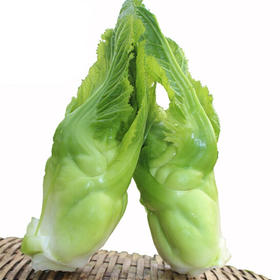本地娃娃菜