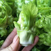 本地娃娃菜 商品缩略图2