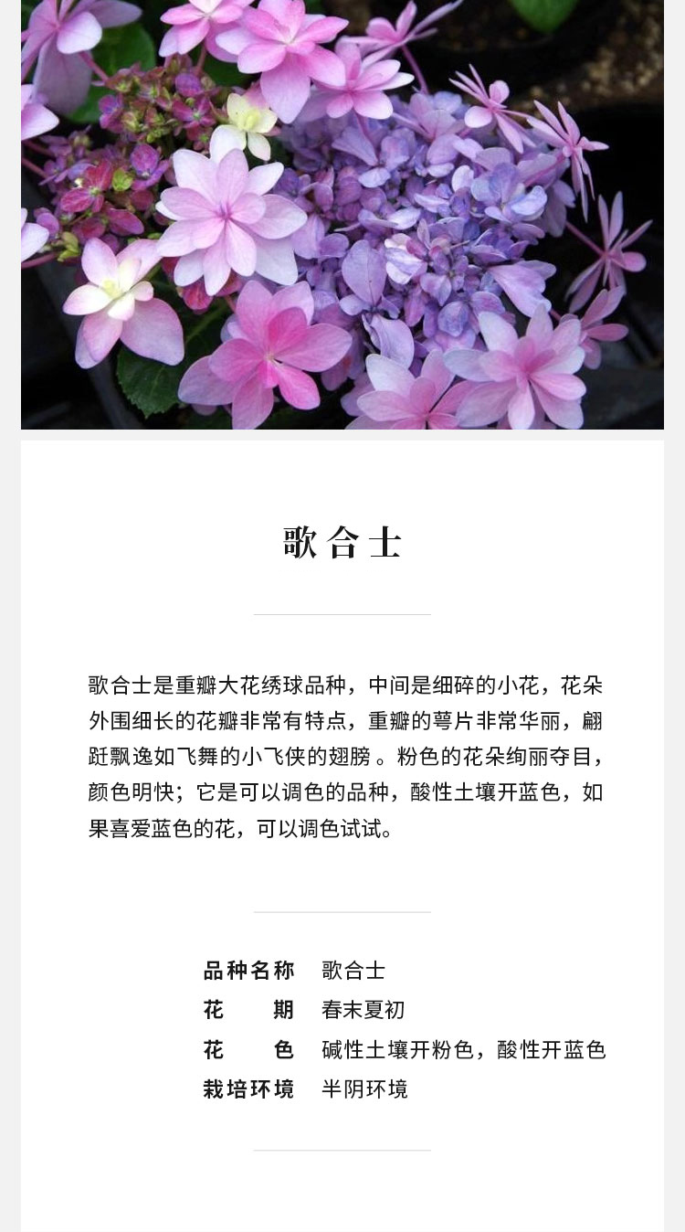 海蒂的花园 歌合士在一起日本大花绣球庭院阳台花卉
