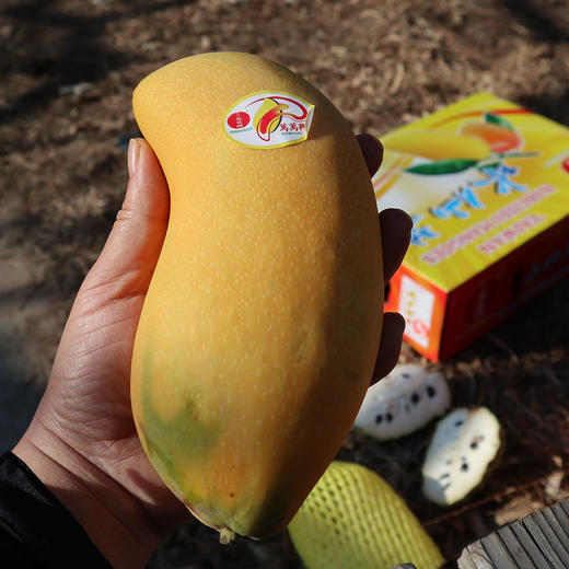台湾水仙芒5-6粒/箱 商品图3