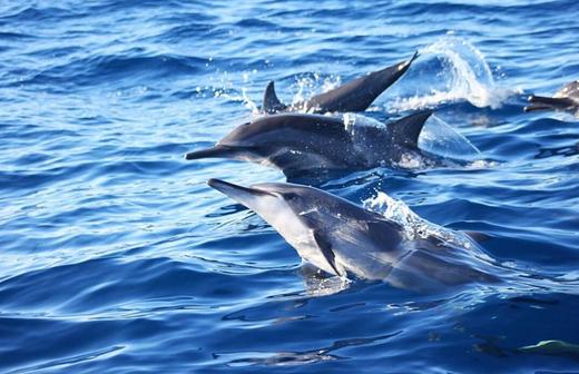 【度假村】菲律宾卡比劳Cabilao Sea Explorer & Pura Vida Resort 商品图3