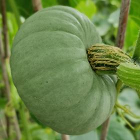 生态银栗南瓜 | 绿家自产*Eco-pumpkin | Self-production