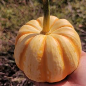 生态桔瓜 | 绿家自产*Eco-baby pumpkin | Self-production