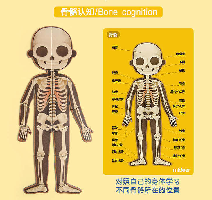 mideer儿童早教益智玩具磁性人体结构认知拼图4层男女