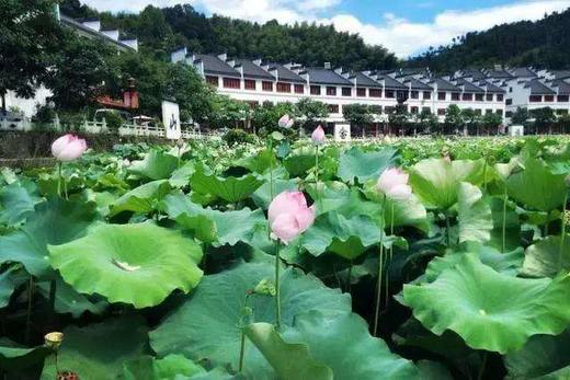 （永久下架）【93车友年会】自驾莲都过大年 暨93俱乐部&“就是爱旅游”粉丝年会 商品图1