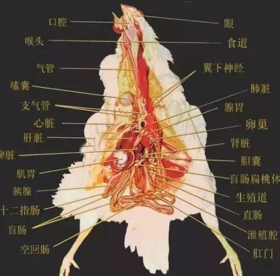 肝肾受损的危害不可不知！速看！