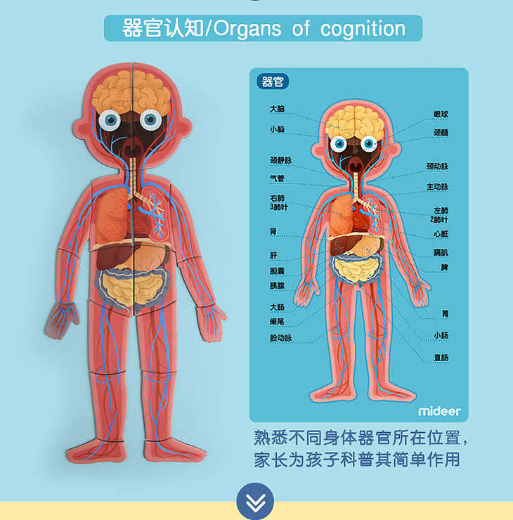 骨骼认知:骨骼藏在我们身体的深处,也是我们身体强有力的后盾,宝宝可