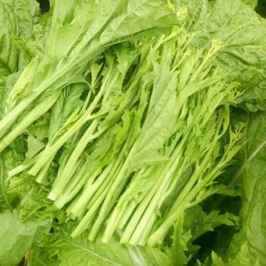 青菜苔 商品图1