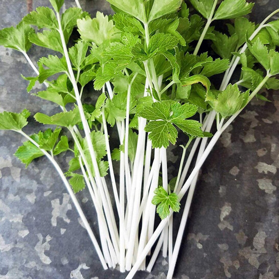 本地白杆芹菜