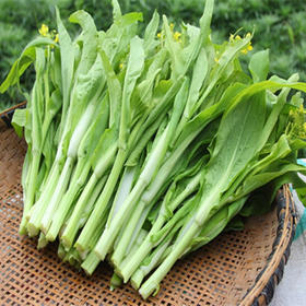 青菜苔