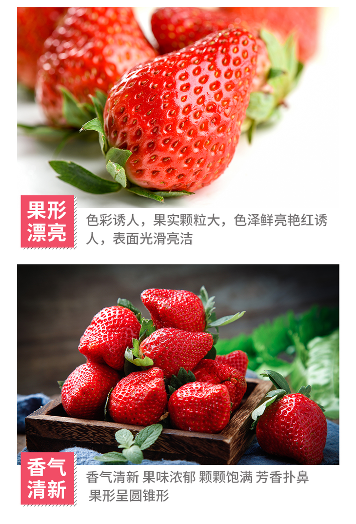上海章姬奶油草莓