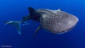 【行程】2021年元旦跨年马代四方线奢华船宿，邂逅温柔大货~鲸鲨Manta护士鲨