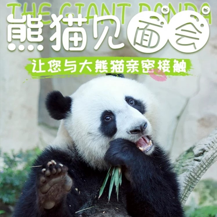 都江堰大熊猫基地熊猫铲屎官饲养员志愿者体验一日游（ 0距离接触+2次爱心喂食+1对1专车接）